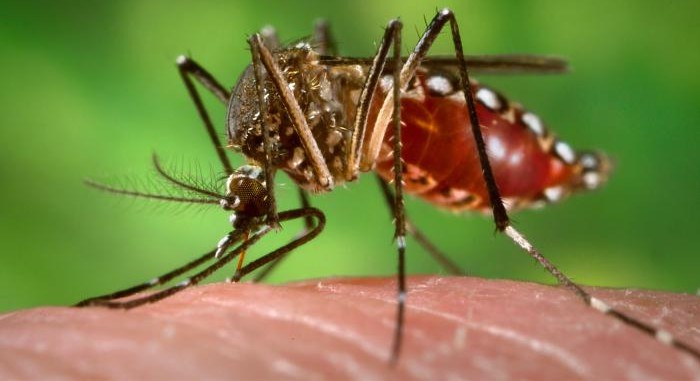 El <em>Aedes aegypti</em> hace de las suyas: varios enfermos de Zika en España