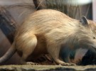 Agouta, así es uno de los animales más venenosos del mundo