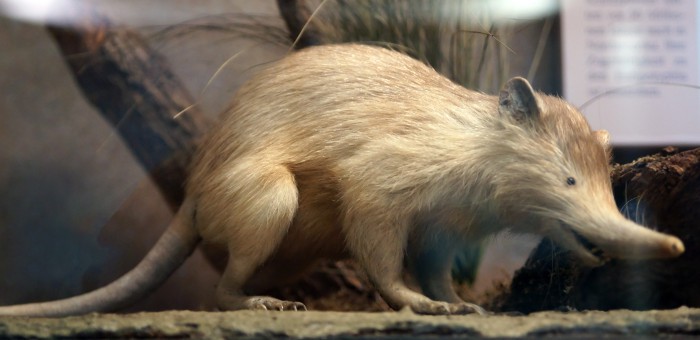 Agouta, así es uno de los animales más venenosos del mundo