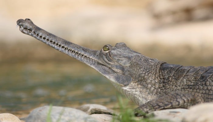 Gavial