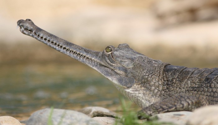 El gavial, uno de los animales más extraños del planeta