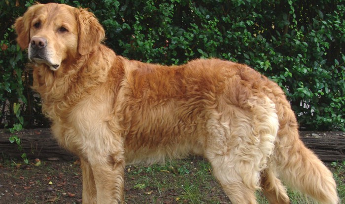 Este perro sobrevivió al Katrina… Y ahora ayuda a los gatos