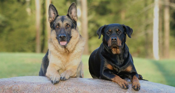 El cambio climático podría estar afectando a perros y gatos