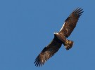 SEO/Birdlife advierte: «los expolios de nido de águila imperial están aumentado»