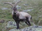 Madrid quiere eliminar 2.700 cabras del Parque Nacional de Guadarrama
