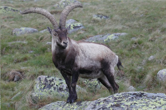 Madrid quiere eliminar 2.700 cabras del Parque Nacional de Guadarrama