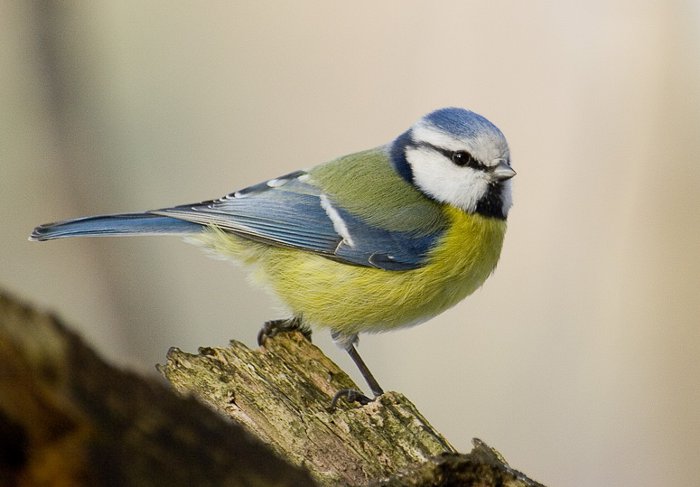 3 consejos para mejorar la salud de los pájaros que visitan tus comederos