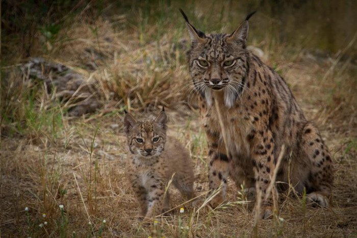 Nacen los tres primeros linces de la temporada en Doñana