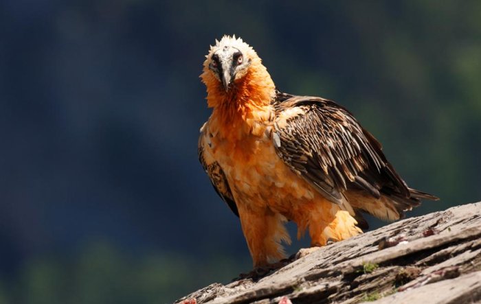 Quebrantahuesos en Cazorla, la recuperación de la especie un poco más cerca