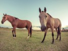 Un estudio demuestra que los caballos son más sentimentales de lo que parece
