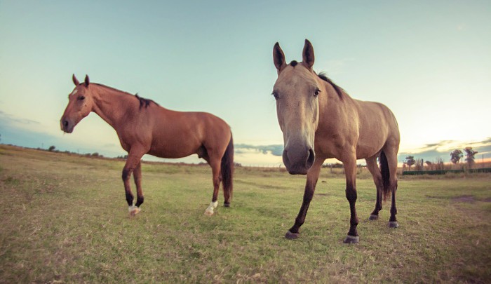 Un estudio demuestra que los caballos son más sentimentales de lo que parece