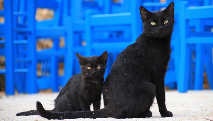 Esta es la manera en que Madrid quiere controlar a los gatos urbanos