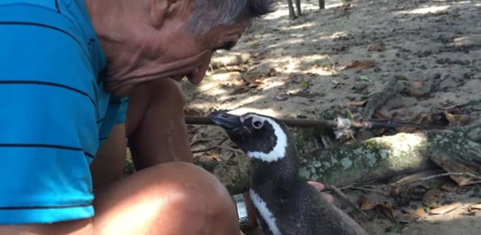 Este pingüino nada 8.000 kilómetros todos los años para ver a su «padre humano»