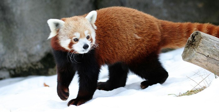 Panda rojo, un animal muy particular y bonito