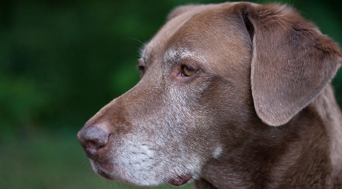 No importa que tu perro sea anciano: todavía puede aprender cosas