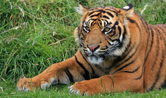 Costa Rica prohíbe los zoológicos y la caza deportiva y anima a dejar estas actividades