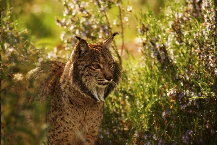 Muere un lince atropellado en Andalucía, el 5º del año