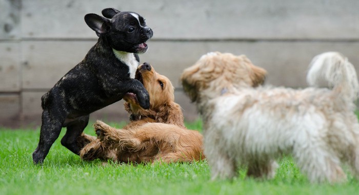 ¿Cuántos cachorros puede dar a luz un perro?