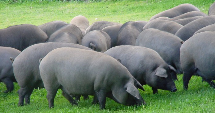 Así es cómo el trasplante de órganos alargaría la vida de los animales