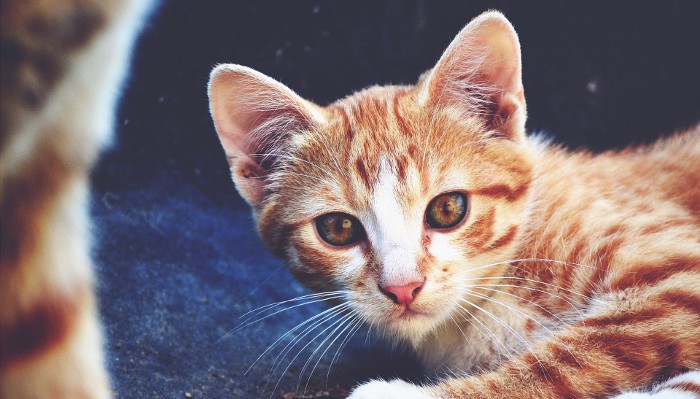 Algunos consejos para evitar las bolas de pelo de los gatos