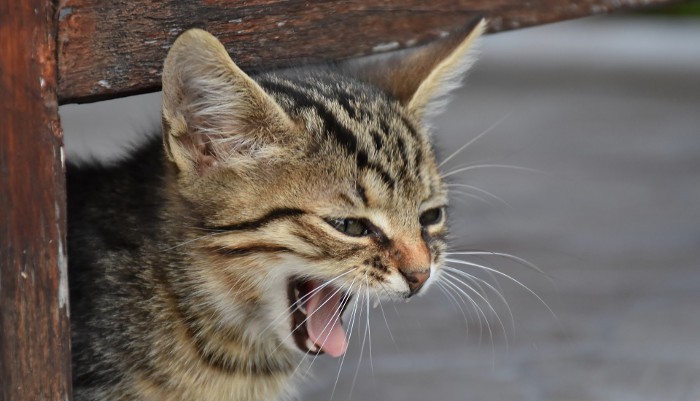 Un estudio intentará conocer cómo los gatos se comunican con sus dueños