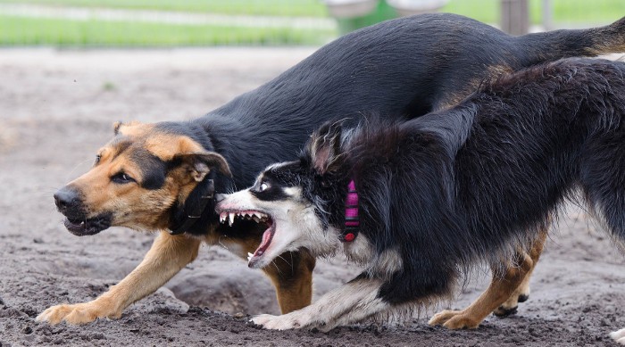 Zaragoza: en 2015 fueron denunciados 234 dueños de perros peligrosos