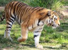 Aumenta el número de ejemplares del tigre salvaje