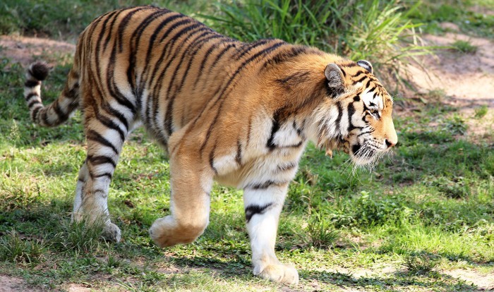 Aumenta el número de ejemplares del tigre salvaje