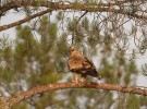 El águila imperial ibérica comienza el largo camino de la recuperación de la especie