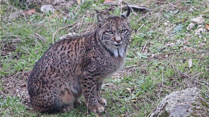 Lince ibérico y el «riesgo» del triunfalismo por su recuperación