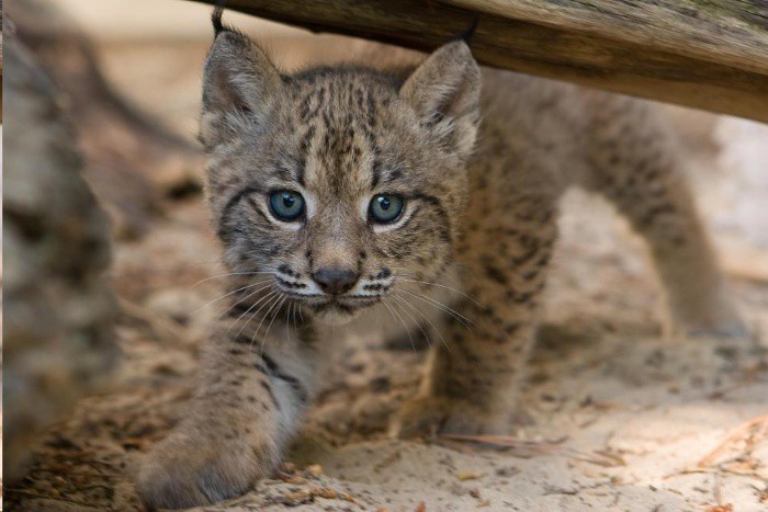 Nuevo hito histórico del lince ibérico: cuatro crías nacen en los Montes de Toledo