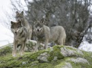 El aullido del lobo vuelve a sonar en los Pirineos