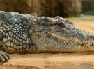¿Cómo es posible que los cocodrilos del Nilo lleguen a Florida?