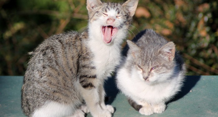 Un estudio demuestra que ver gatos aumenta la productividad