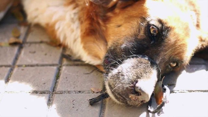 Denunciando el maltrato animal mediante Internet