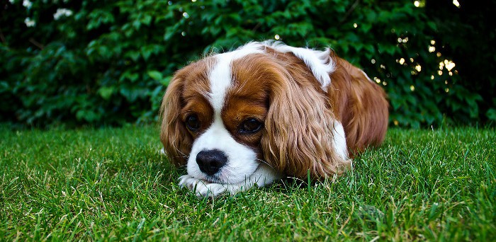 Cómo expresan dolor los perros