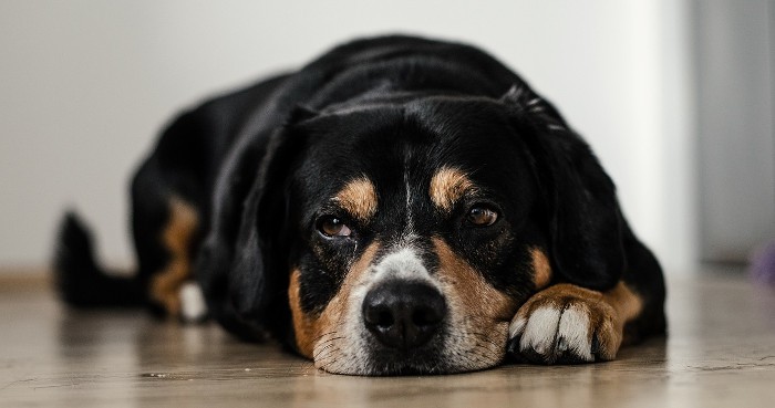 Basset Hound, con su dueña hasta el final