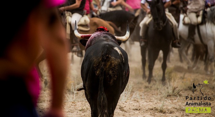 Toro de la Vega: prohíben su asesinato ante los espectadores