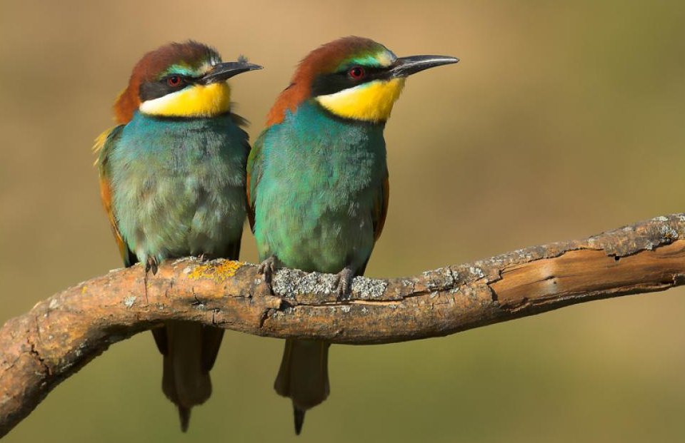 Cinco datos a tener en cuenta tras el Día de las Aves Migratorias