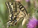 El «Oasis de mariposas» o el compromiso ciudadano con los lepidópteros