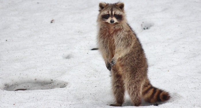 Nueva Zelanda reconoce a los animales como «seres sensibles»