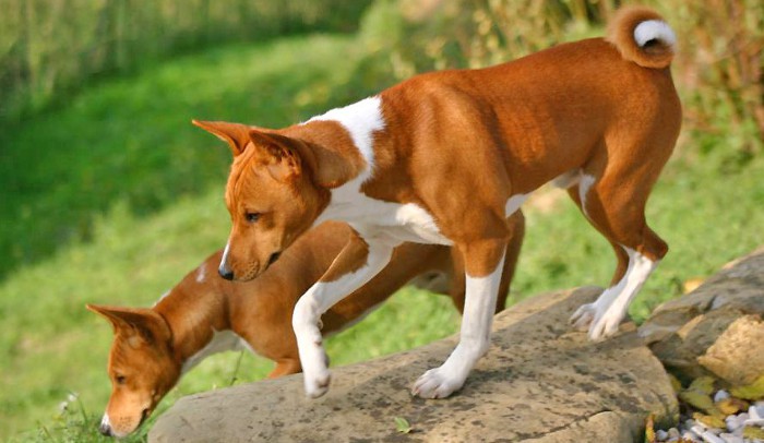 Basenji, la raza de perro que no ladra