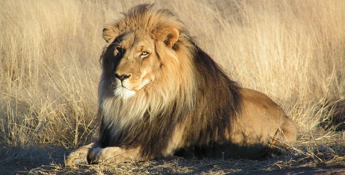 India, el lugar en el condenan a los leones a cadena perpetua