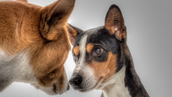 Escalofriante: se abandona una mascota cada cuatro minutos