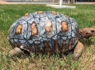 Esta tortuga tiene caparazón gracias a una impresión 3D
