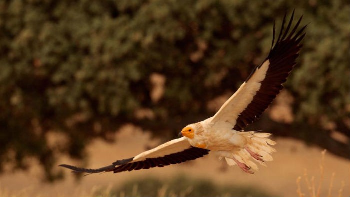 185.000 animales murieron en España por el uso ilegal de venenos