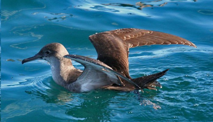 La población global de aves marinas desciende un 70% en apenas 60 años