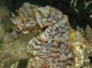 Detectan en las islas Cíes una amenazada especie de caballito de mar