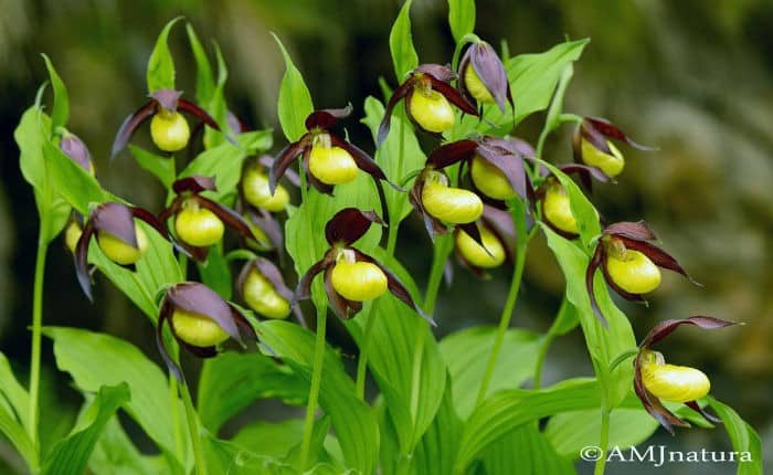orquidea