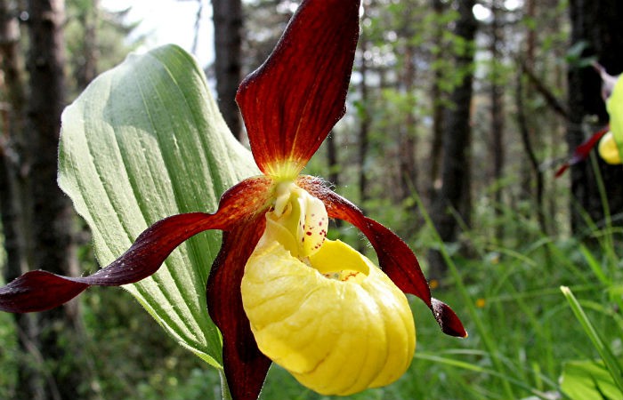 Una rara especie de orquídea vuelve a florecer en Maryland